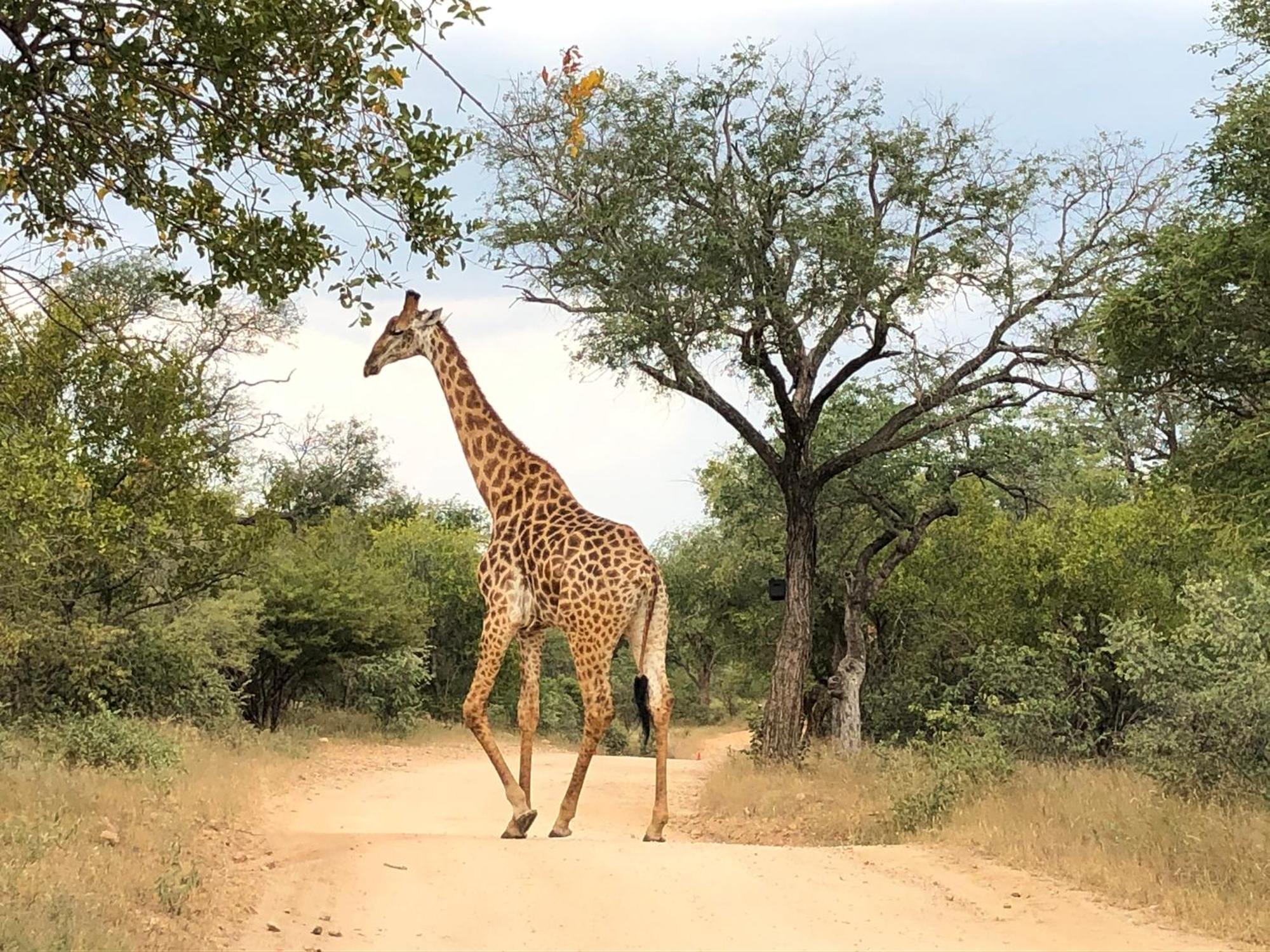 Lodge 54 Hoedspruit Eksteriør billede
